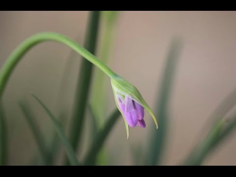 Information About Lily Turf( Liriope) Video