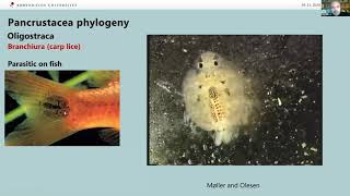 New light on crustacean evolution - phylogeny, larvae, and caves  -  OIMB Fall 2020 Seminar Series