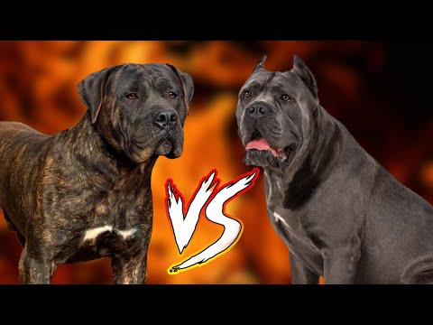 BITE of PRESA CANARIO vs CANE CORSO