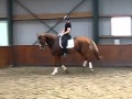 Dressuurstal Van Bedaf Tenerife VDL X Goodwill
