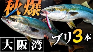 [Shore jigging] Autumn explosion of &quot;3 yellowtail&quot; in Osaka Bay &quot;Sardine minnow pattern&quot; / Mitsuteru Kanai Akinobu Uenishi