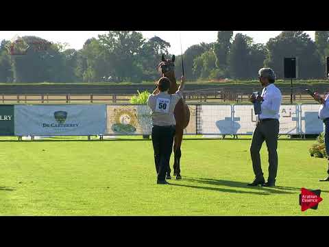 N.50 QUTUZ AL JASSIMYA - Chantilly 2018 AHO World Cup - Yearling Colts (Class 6A)