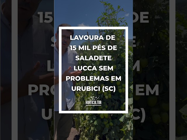 15 MIL PÉS DE TOMATE SEM VIROSE EM URUBICI (SC)