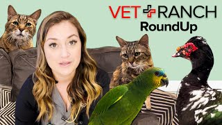 RoundUp: Dogs, Cats, Birds, Ducks-OH MY! by Vet Ranch