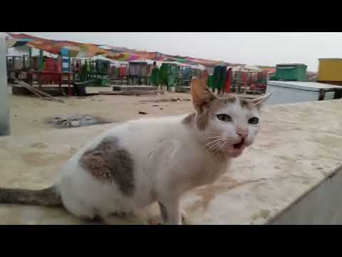#cat  caching#youtube #shortvideo