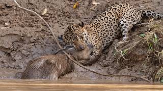 Onça pintada caça capivara em vídeo incrível!!!