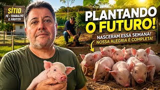 ÁRVORES FRUTÍFERAS PARA O FUTURO 🌱 NASCERAM MAIS PORQUINHOS! NO SÍTIO COM O PASTOR SANDRO ROCHA 