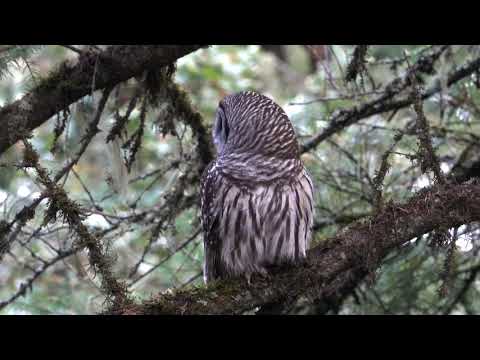 Morning Owl (Barred Owl)