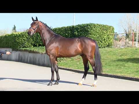 Junghengste im Portrait - Charaktervoll v. Comme il faut-Contendro I