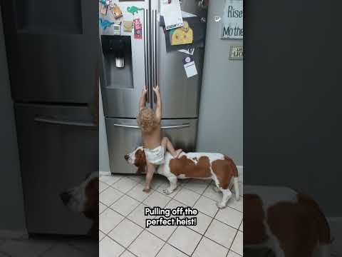Un basset et un bébé s'introduisent dans un réfrigérateur !