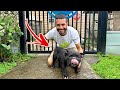 FULL Tour of ALL My Animals + My DOGS!