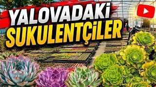ÇİÇEKÇİLERİN MENBASİ YALOVA'DAN BİR ARABA DOLUSU SUKULENT VE ÇİÇEK ALD