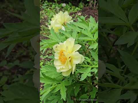 牡丹をどこに植えますか？展示、フロアなど  庭園