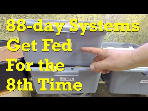 ANCs in 88-day worm bins get 8th feeding - vermicompost