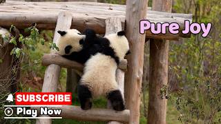 Panda Cub Happiness: Unlocked | iPanda