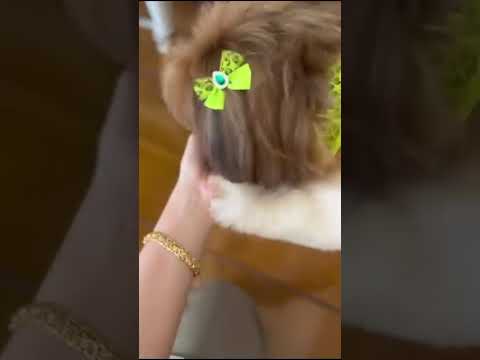 Florais para Pets | Calma e Bem-Estar de Forma Natural