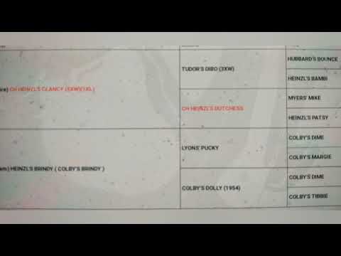 The Heinzl Dogs "Heinzl's Gringo" The Colby's Dime and Tudors Dibo cross #APBTPLIFE#