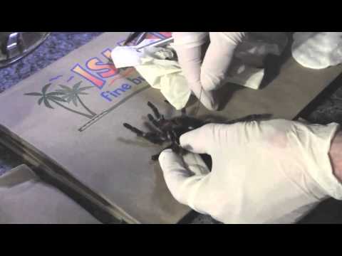 How to Taxidermy a Tarantula  and how the Making of Spiderman was involved