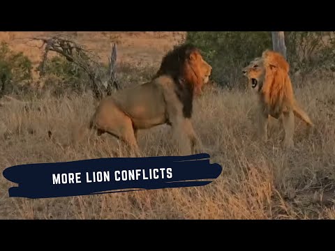 MALE LIONS STILL FIGHTING IN SABI SAND - LIONS OF SABI SAND EPISODE 26 - AUGUST 2025 UPDATE