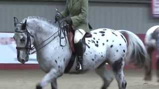 Scottish Appaloosa Breed Show 2014