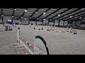Merrie KWPN Nederlands sportpaard Te koop 2020 Donker bruin / bai , DARIUS DU KASAI