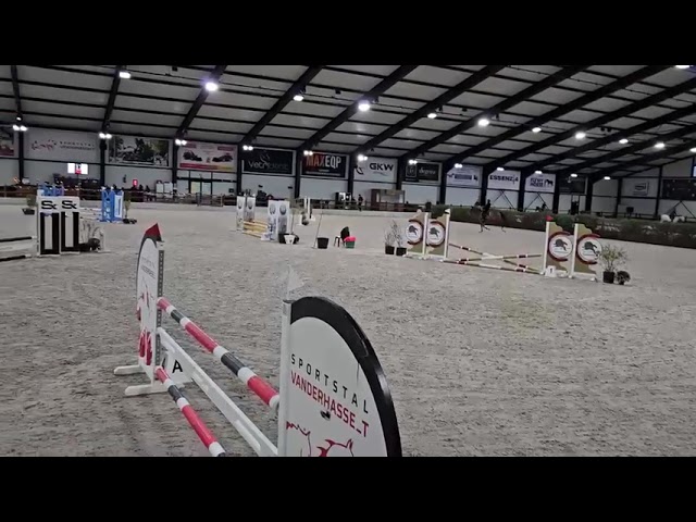 Merrie KWPN Nederlands sportpaard Te koop 2020 Donker bruin / bai ,  DARIUS DU KASAI