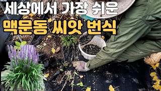 맥문동꽃 번식방법 | 맥문동 열매 채취해서 씨앗으로 키우기