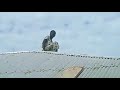 Witch found on a roof