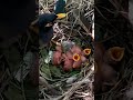 Sweet Moments With Myna Bird Babies P 2 Shorts Shortsvideo Shortsfeed Ytshorts Short