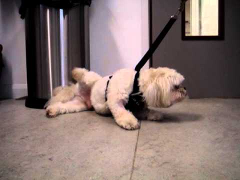 YouTube video about: Are shih tzu dogs prone to seizures?