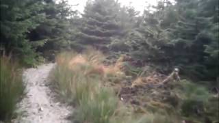 EMILIE AUTUMN---Willow