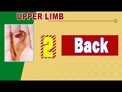 𝟎𝟐. 𝐁𝐚𝐜𝐤 (𝐋𝐚𝐲𝐞𝐫𝐬 𝐨𝐟 𝐭𝐡𝐞 𝐦𝐮𝐬𝐜𝐥𝐞𝐬 𝐨𝐟 𝐭𝐡𝐞 𝐛𝐚𝐜𝐤 & 𝗧𝗿𝗶𝗮𝗻𝗴𝗹𝗲𝘀 𝗼𝗳 𝘁𝗵𝗲 𝗯𝗮𝗰𝗸) 👨🏿‍🤝‍👨🏾