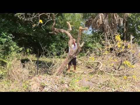 Gold Tree Collecting 1