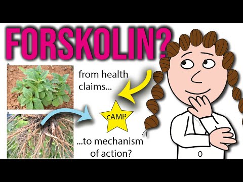 Forskolin - from fat loss to function to therapy?