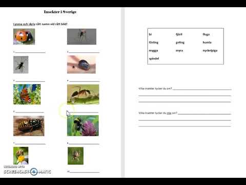Hörövning Insekter i Sverige