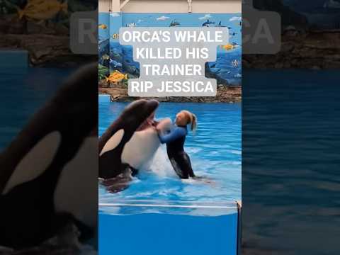 ORCA'S Whale Killed His Trainer Jessica #whale #jessica #jessicaincident #rip #olympics #shorts