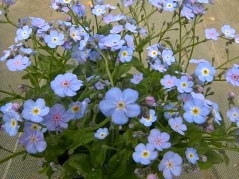 森のワスレナグサ 植物