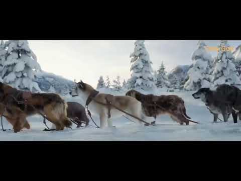 ELGIT DODA - LARG (Remix) (Movie Name - the call of the wild) @onlygod