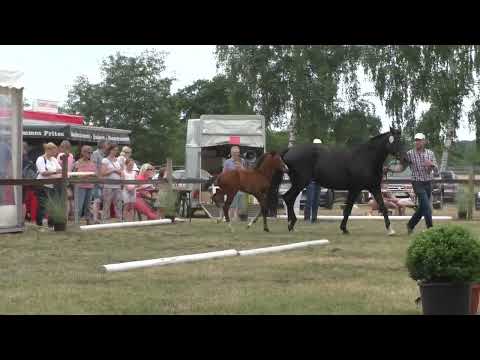 Fohlenschau 2022 - 49 Hengstfohlen v. Von und Zu