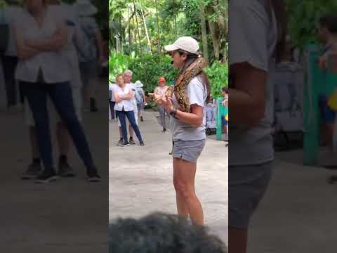 Rocky's Story--The Colombian Red Tail Boa