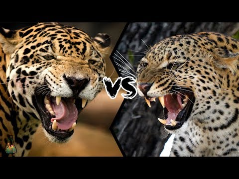 JAGUAR VS LEOPARD - Who will win this battle?