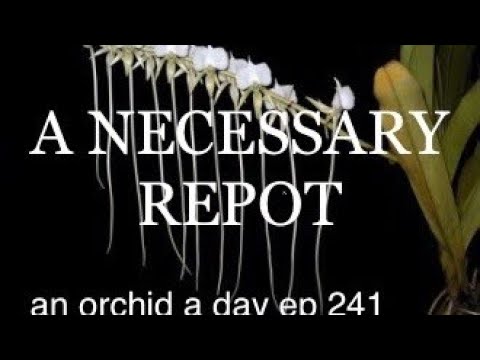 AN ORCHID A DAY EPISODE 241  A NECESSARY REPOT #angraecum