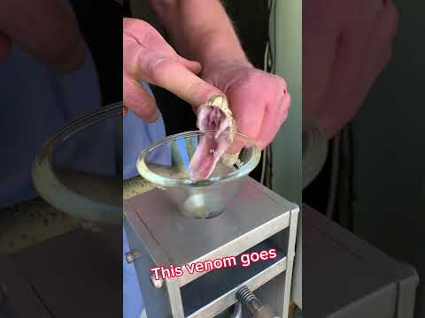 Russell’s viper venom extraction! To make diagnostic test for #lupus #venomous #snake