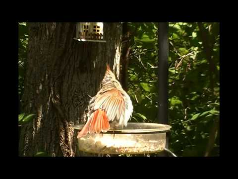 AMAZING Cardinal DISPLAY! "Puffing Up  and Splaying to defend food!