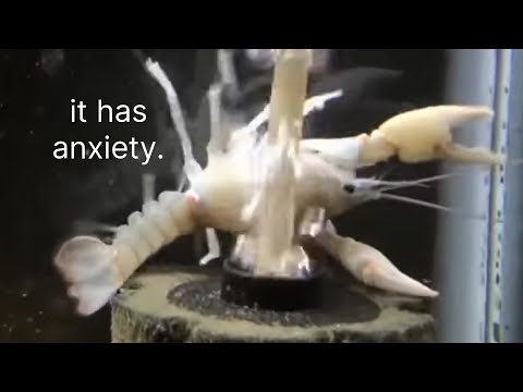 the evolutionary benefit of being a loser.