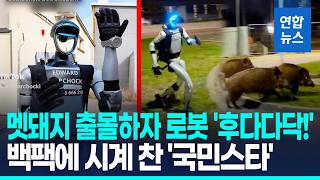멧돼지떼 쫓은 휴머노이드 로봇…추격전은 버거운지 '바이바이' / 연합뉴스 (Yonhapnews)