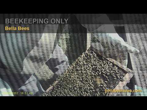Bella Bees beekeeping-only hive box and honey bee close-up YouTube thumbnail