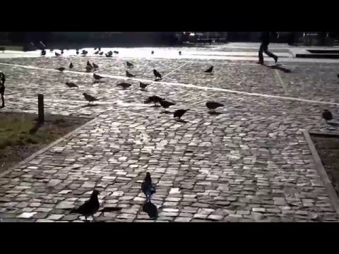 cristian moisescu pasarelele