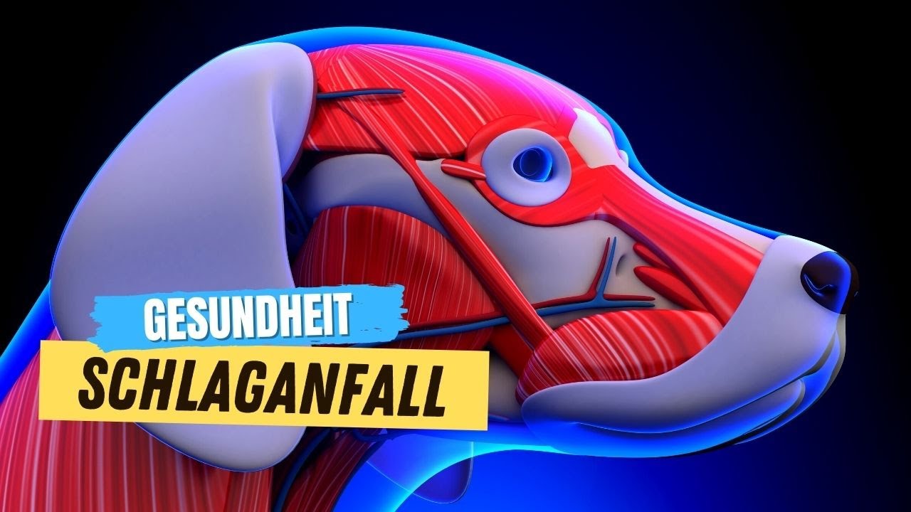 ▶︎ 7 Zeichen, dass dein Hund einen Schlaganfall hatte 💥