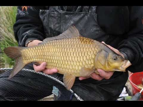 Lovio jedan covjek ribu - Zlatna Ribica